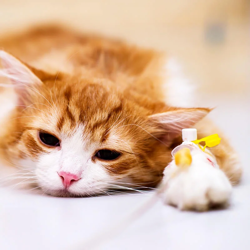 بستری و پانسیون