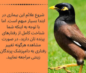 بیماری ذخیره سازی آهن در مرغ مینا: تجمع آهن در کبد پرنده