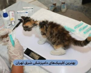 جراحی ارتوپدی در بخش جراحی بیمارستان دامپزشکی شرق